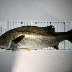 フルコンタクト 釣果