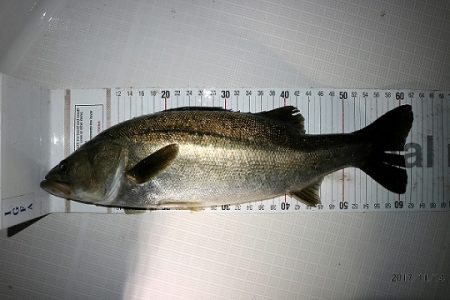 フルコンタクト 釣果