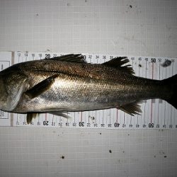 フルコンタクト 釣果