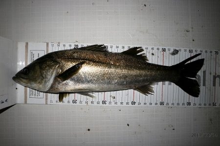 フルコンタクト 釣果