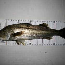 フルコンタクト 釣果