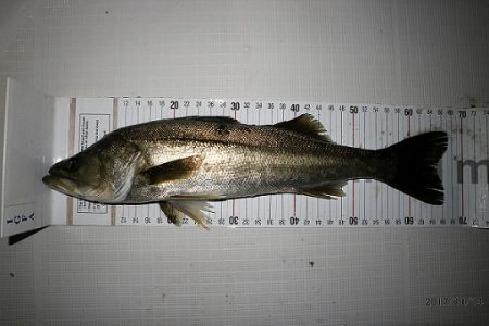 フルコンタクト 釣果