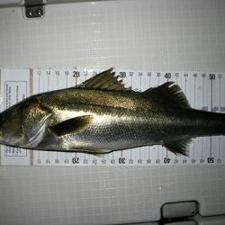 フルコンタクト 釣果