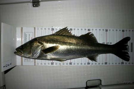 フルコンタクト 釣果