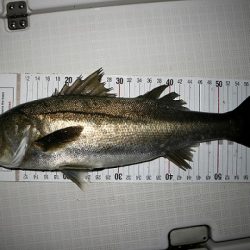 フルコンタクト 釣果