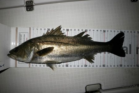 フルコンタクト 釣果