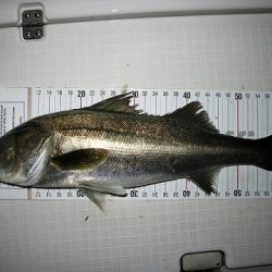 フルコンタクト 釣果