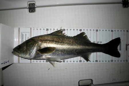 フルコンタクト 釣果