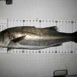 フルコンタクト 釣果