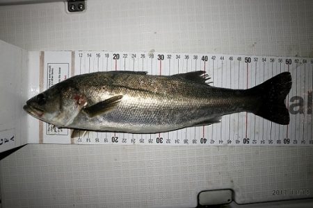 フルコンタクト 釣果