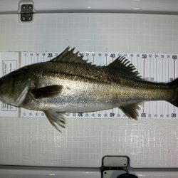 フルコンタクト 釣果