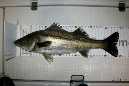 フルコンタクト 釣果