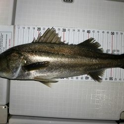 フルコンタクト 釣果