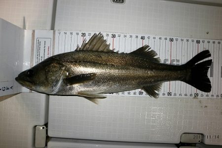 フルコンタクト 釣果