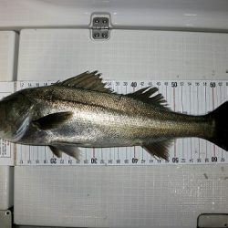 フルコンタクト 釣果