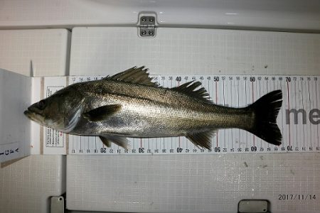 フルコンタクト 釣果