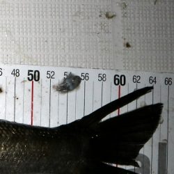 フルコンタクト 釣果