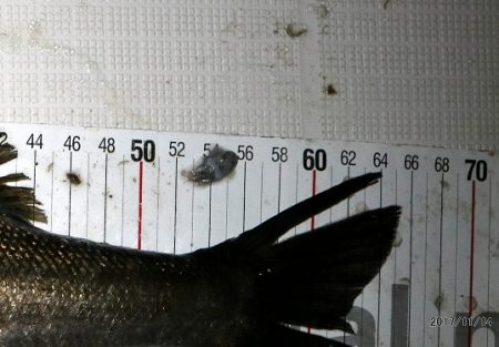 フルコンタクト 釣果