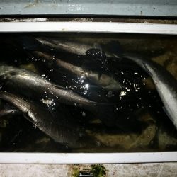 フルコンタクト 釣果