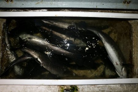 フルコンタクト 釣果