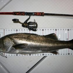 フルコンタクト 釣果