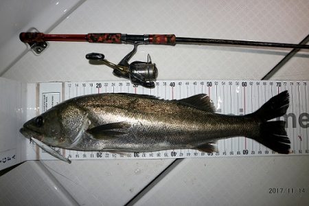 フルコンタクト 釣果