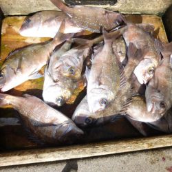 海釣り公園みかた 釣果