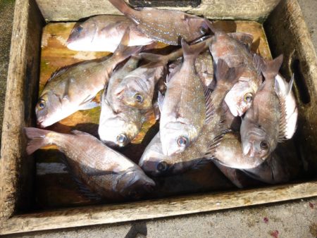 海釣り公園みかた 釣果