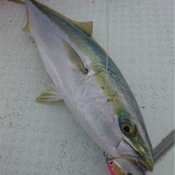 マタウマリンサービス 釣果