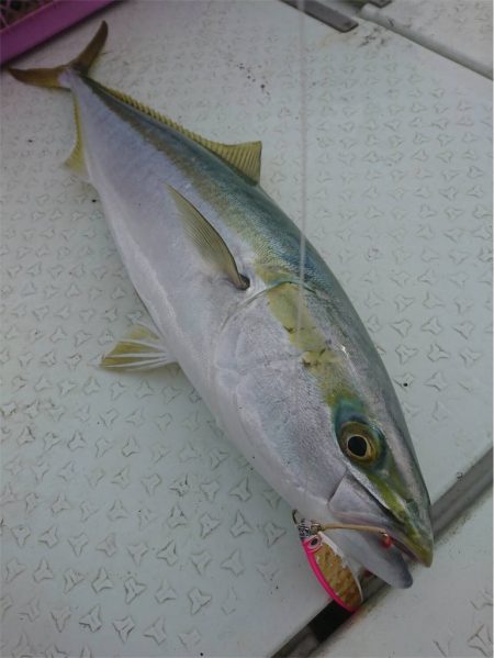 マタウマリンサービス 釣果