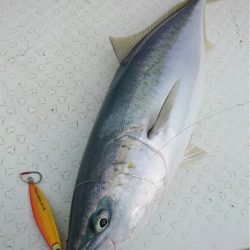 マタウマリンサービス 釣果