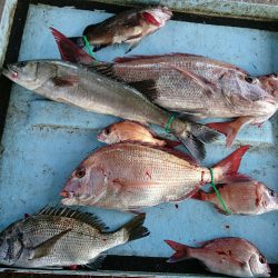 明神釣船 釣果