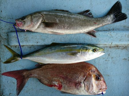 明神釣船 釣果