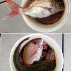 来温丸(らいおんまる) 釣果