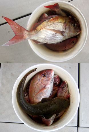 来温丸（らいおんまる） 釣果