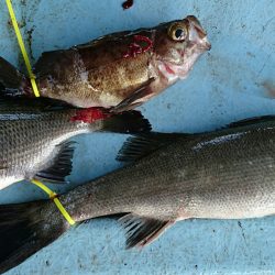 明神釣船 釣果