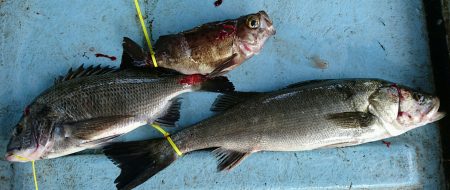 明神釣船 釣果