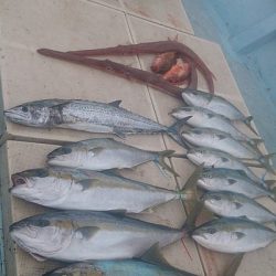 旭星釣りセンター 釣果