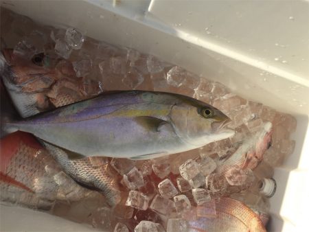 マタウマリンサービス 釣果