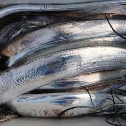 オーフリー 釣果