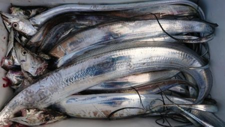 オーフリー 釣果