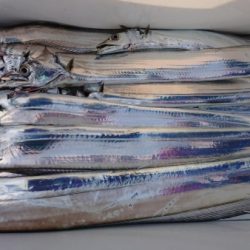 オーフリー 釣果