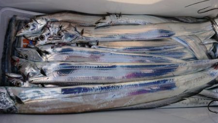 オーフリー 釣果