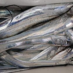 オーフリー 釣果