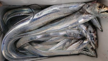 オーフリー 釣果