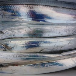 オーフリー 釣果