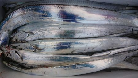 オーフリー 釣果