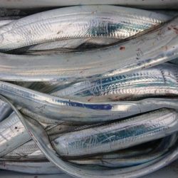 オーフリー 釣果