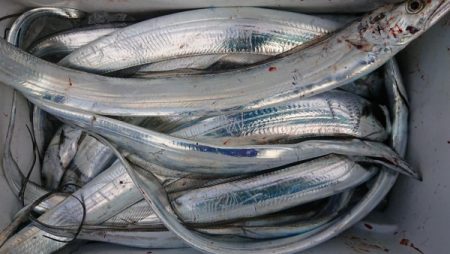 オーフリー 釣果