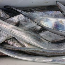 オーフリー 釣果